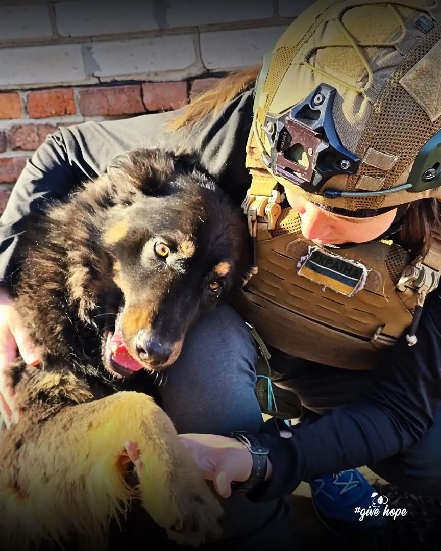 Animal Rescue