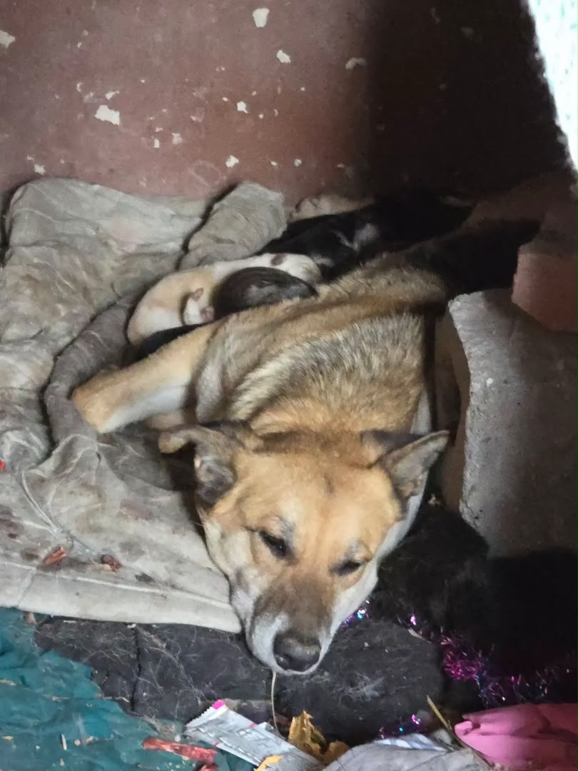Animal rescue mission