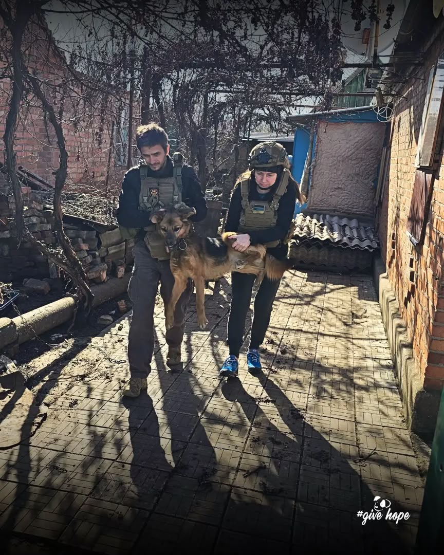 Dog rescued during an emergency operation