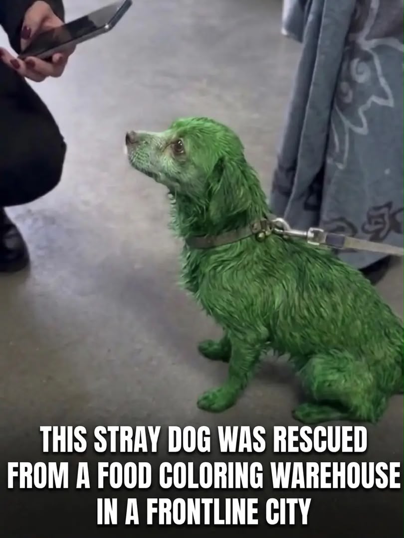 Volunteers supporting rescued animals