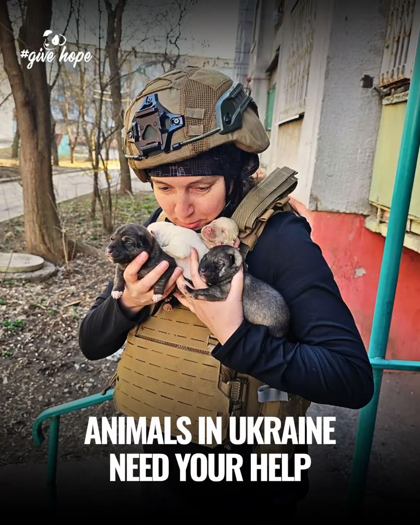 Animal Rescue